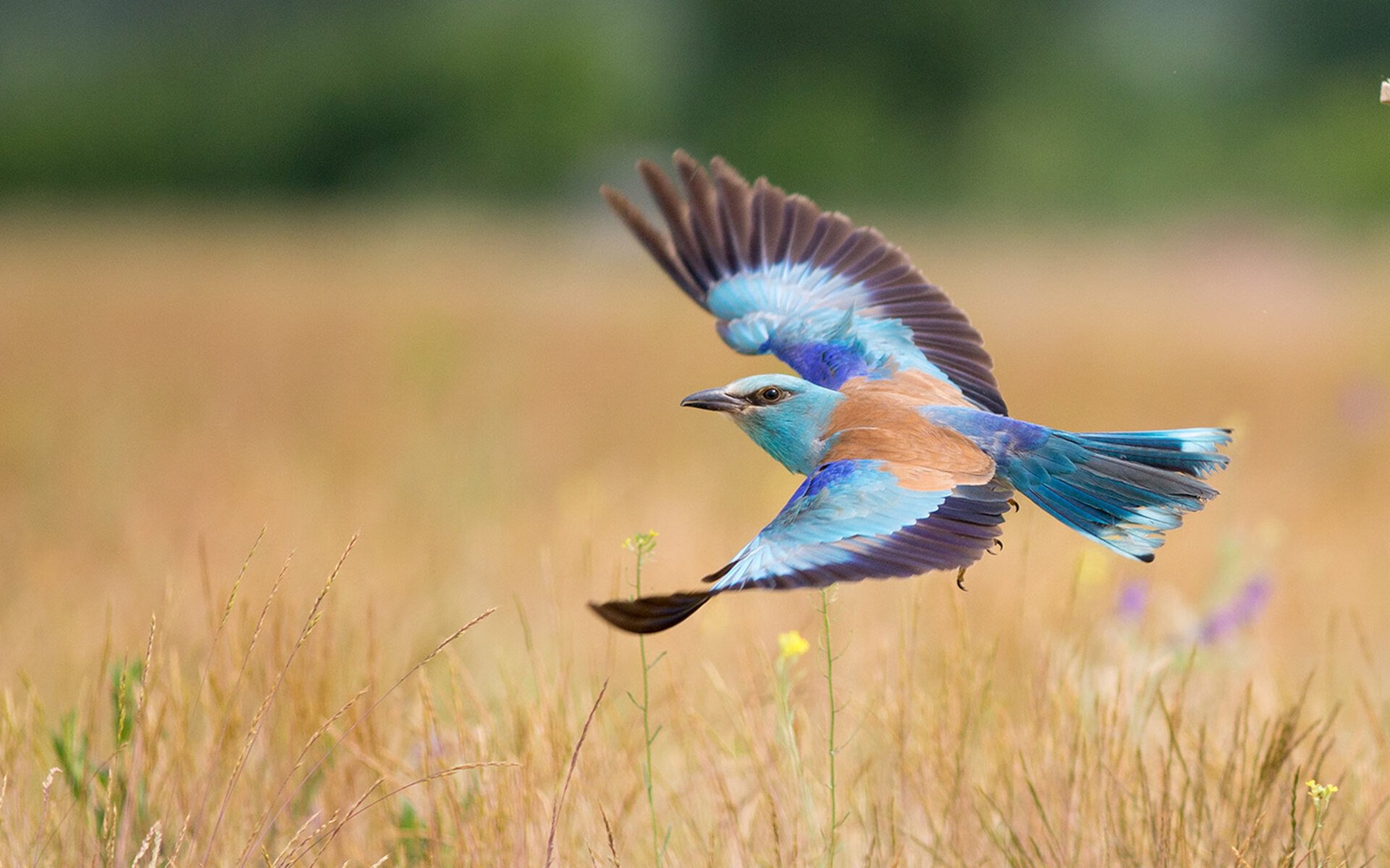 水上马拉松开赛,兴隆湖再迎高光时刻,水上马拉松比赛