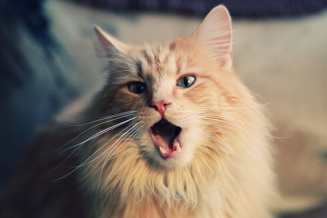 JiuyouAPP下载-“帕布罗·马特拉：从防守到进攻，阿根廷美洲狮队的全能领导者”