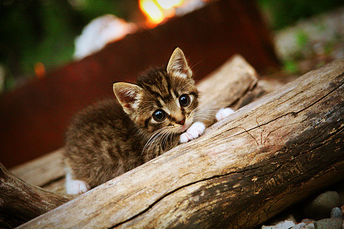 卡萨斯冲刺阶段技压群雄,卡萨斯弱什么