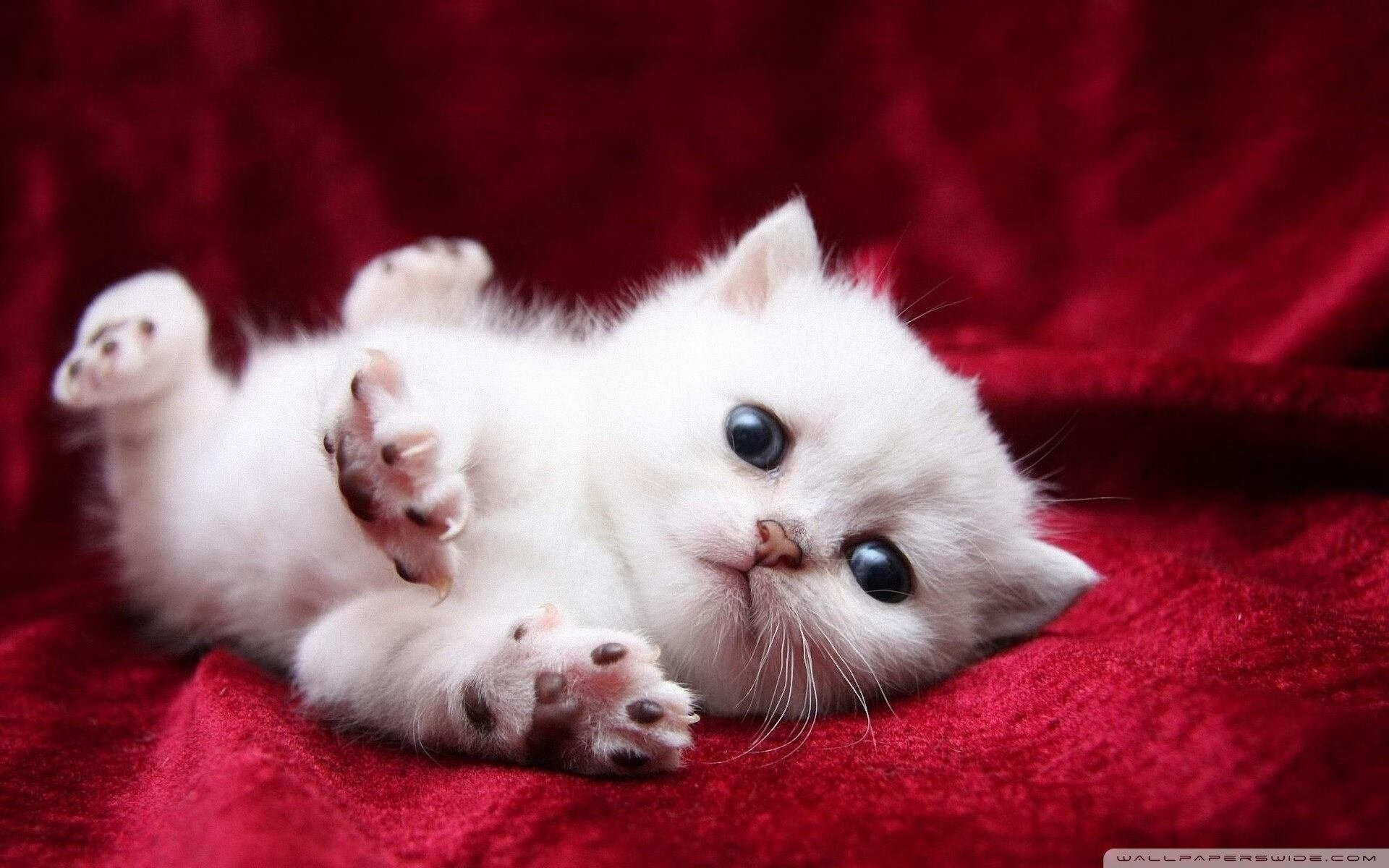 巴特尔通过强硬防守和精准抢断,增强袋鼠队防线的稳定性,nba球员巴特尔