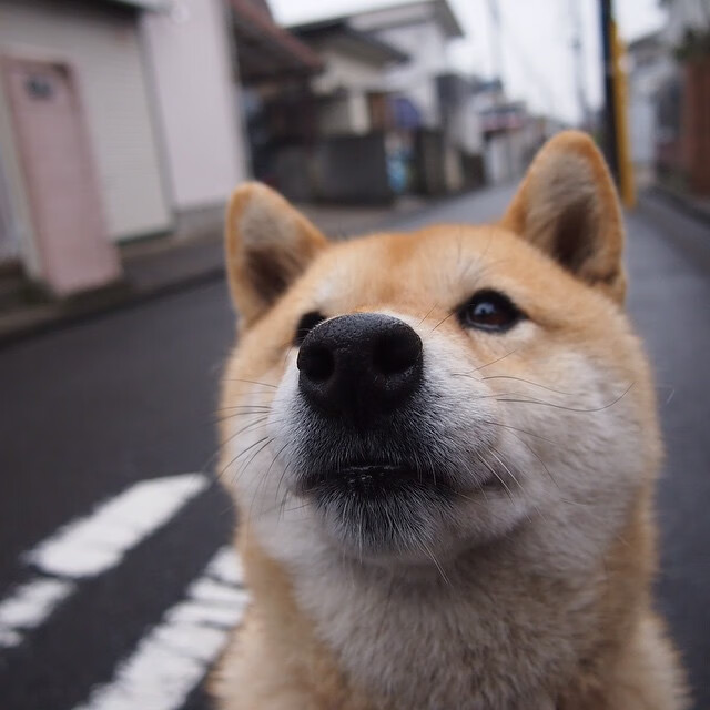 弗朗索瓦·霍尔茨豪伊泽:他的战术视野和执行力让南非队攻防两端稳如磐石