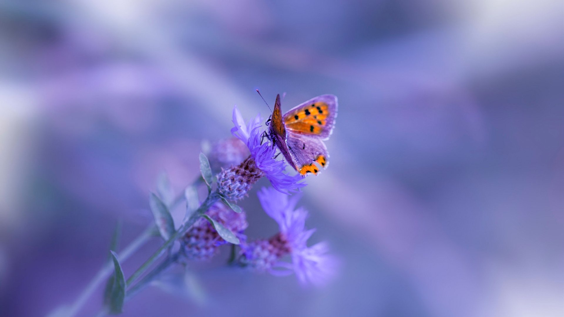 九游用户空间-德甲策略多变：变化多端，引领比赛新风向！，德甲前瞻