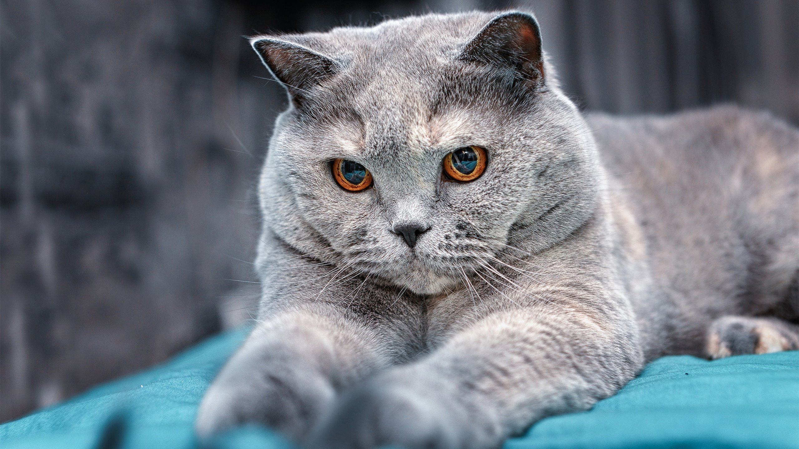 九游游戏中心-梅西中场吊射惊艳全场球迷，梅西中场过人