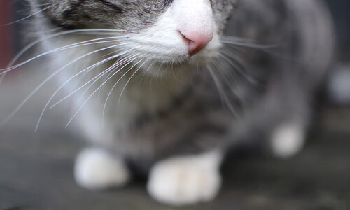 九游登录中心-比利时蝶泳选手节奏控制精准，蝶泳的比例