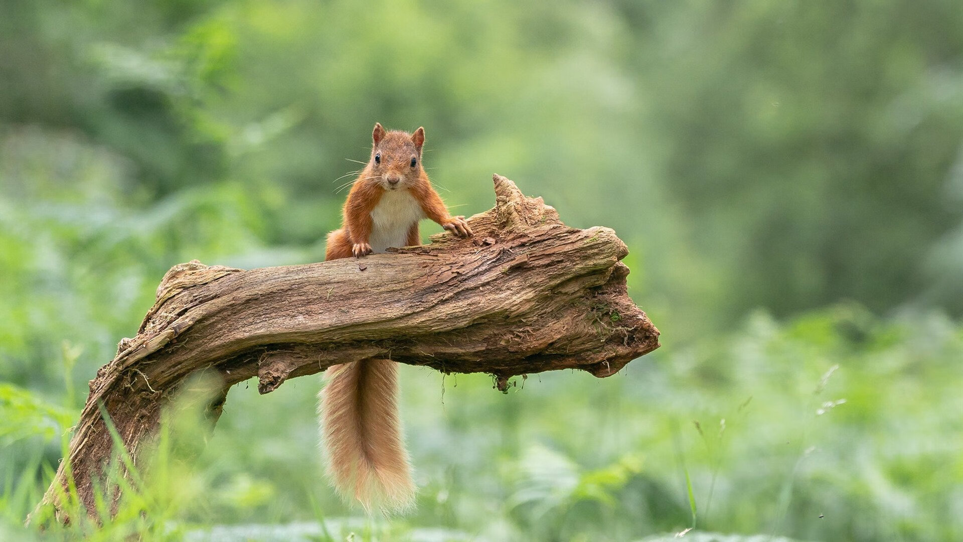 九游娱乐(jiuyou)官网-水球比赛韩国防线稳固，2020水球比赛