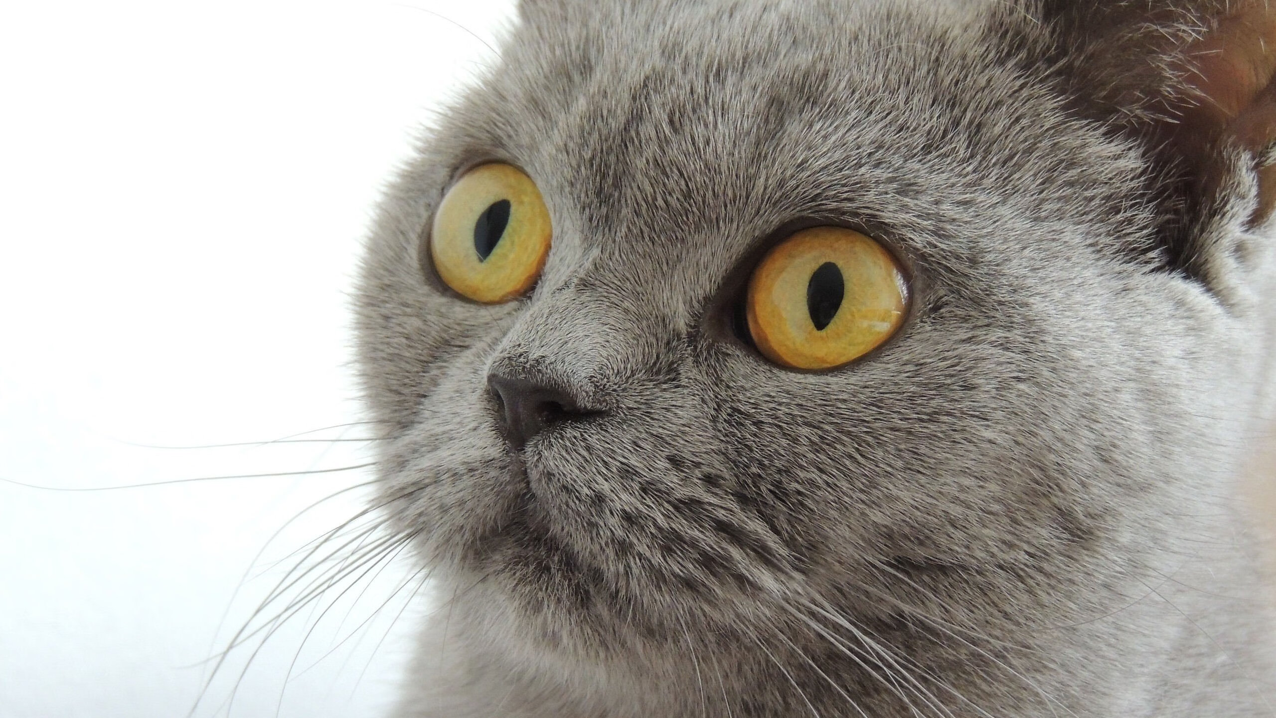 九游娱乐APP-澳大利亚传奇麦克沃伊再攀高峰，澳大利亚麦克布莱德