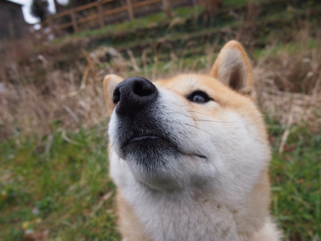 九游官网主页-简：迅速的边路突破给全黑队带来更多得分机会