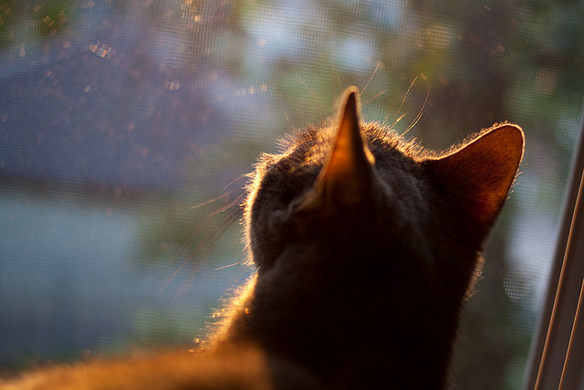 九游娱乐APP-西甲裁判判罚的判例研究，西甲裁判数据