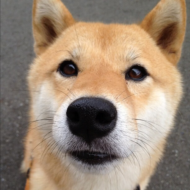 谁将成为下一个橄榄球大国？新兴队伍掀起风潮，橄榄球 冠军